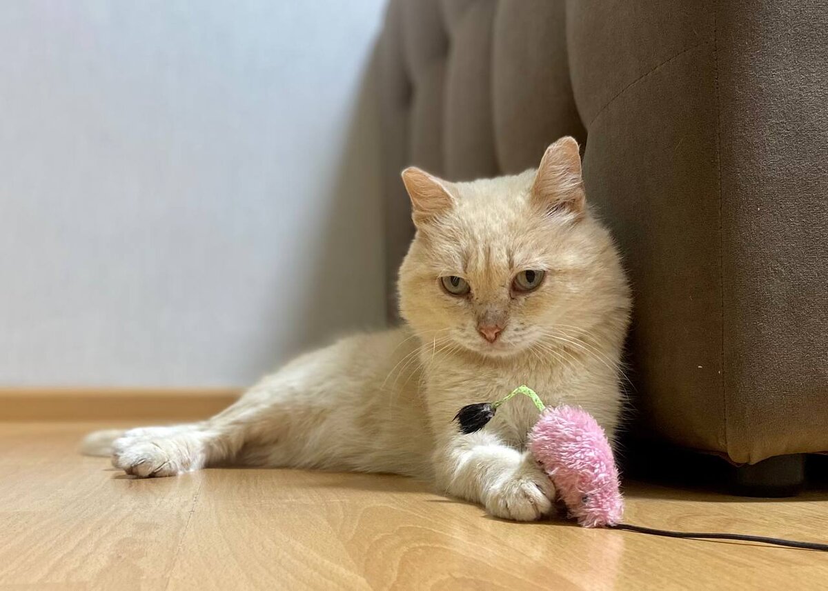 Насупившийся толстый котейка.  Конечно,  власоеды вывелись.  Блохи и паразиты тоже. Стараниями Татьяны котик приведёт максимально в порядок. 