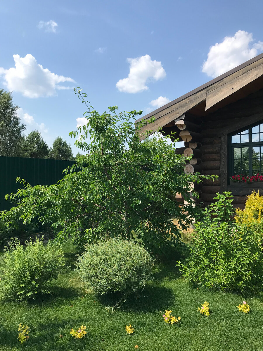 черешня сорта Фатеж, год  посадки 2017.