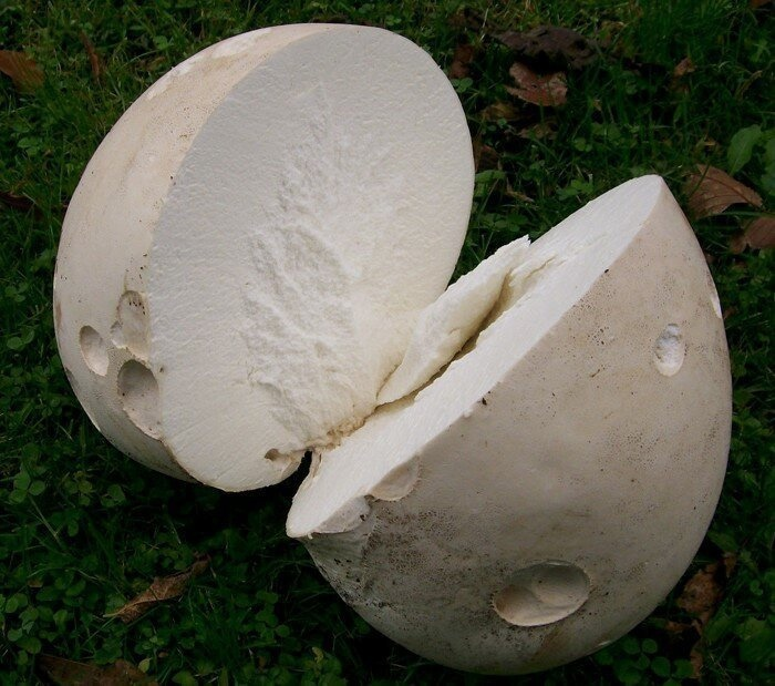 Огромный. Вкусный. Ароматный. Я не назвал его имени, но ты ведь уже понял, о ком я, так?