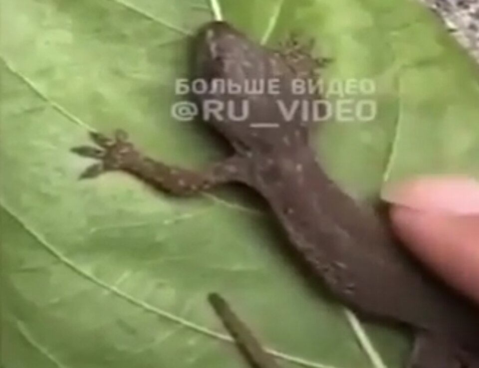 Но не теряла надежды на спасение зверушки