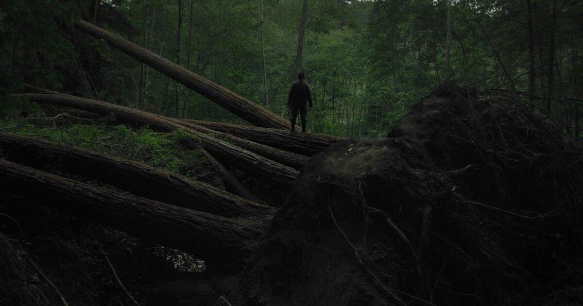 Лес Аокигахара 