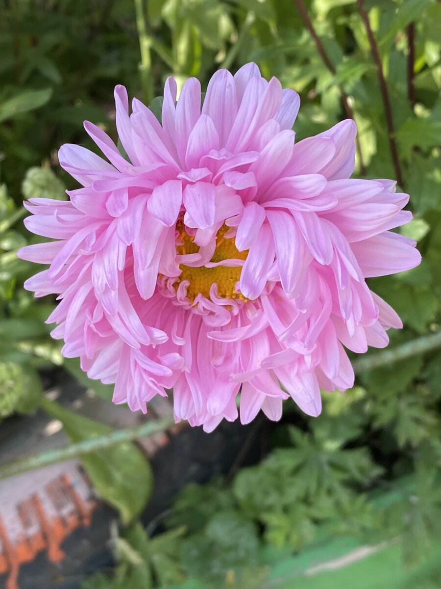 Это прошлогодняя астра, пусть ваши сердца никогда не узнают холода.