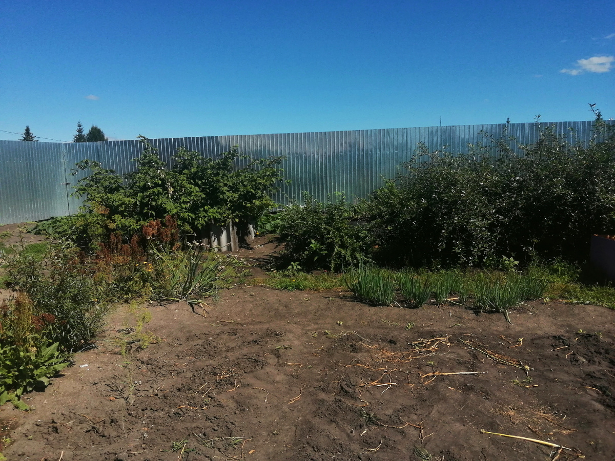 Чеснок уже выкопали, было посажены 4 грядки. 