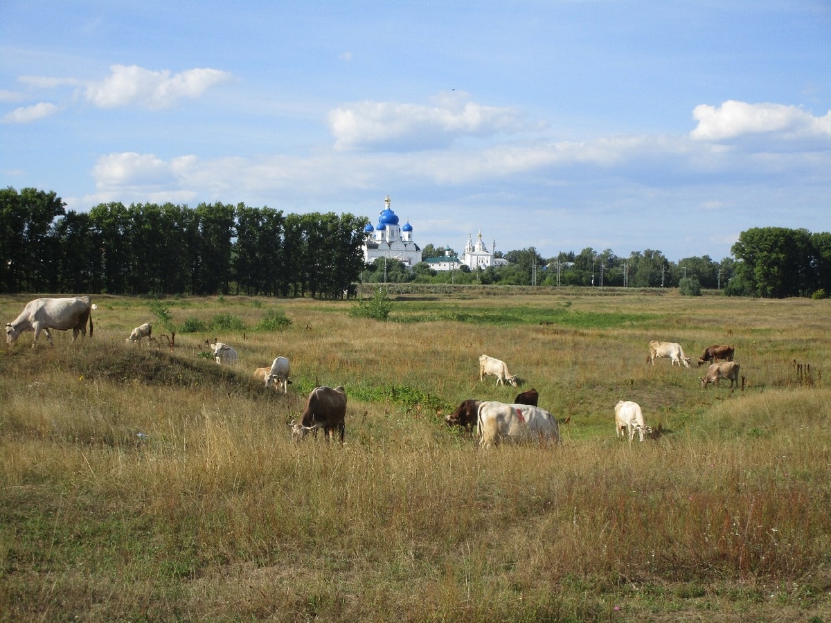 Луг на берегу Клязьмы,  Боголюбово.