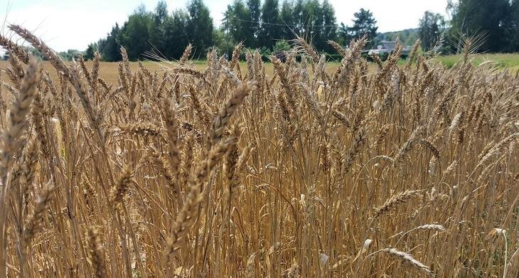    Биопрепарат для разложения пожнивных остатков и защиты здоровья почвы разрабатывают в Ульяновском ГАУ