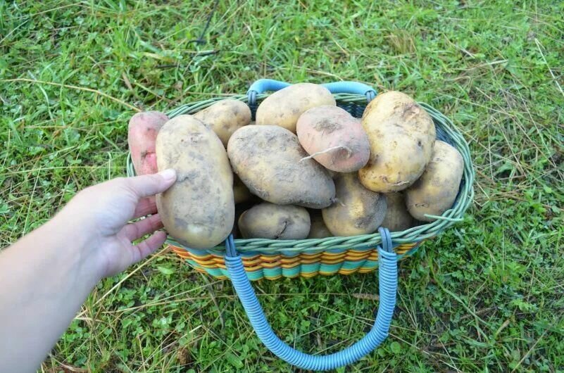Выкопала картофель.