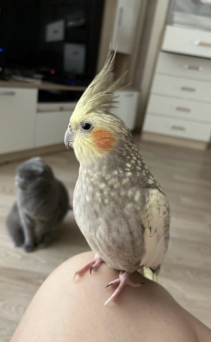 Обязательно прикрепите к объявлению фото.