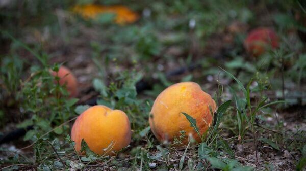   © РИА Новости Крым . Дмитрий Макеев