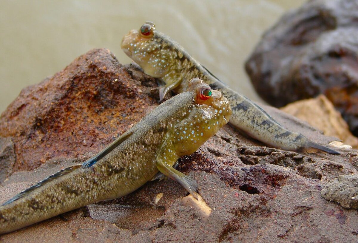    Илистые прыгуны могут вас очень сильно удивить