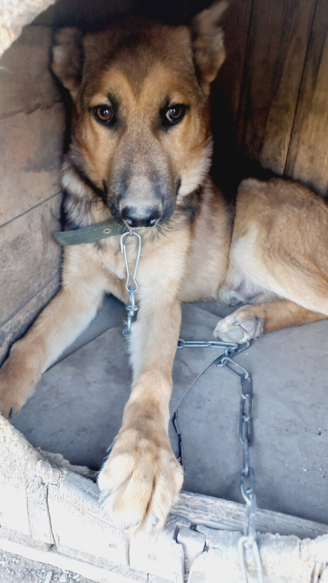 РОЙ! ДОМАШНИЙ ПИТОМЕЦ 