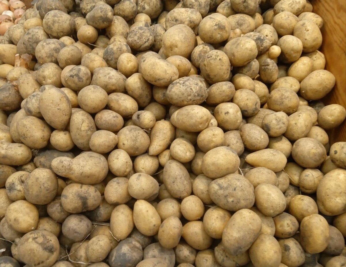 Картошку надо еще уметь хранить правильно! 