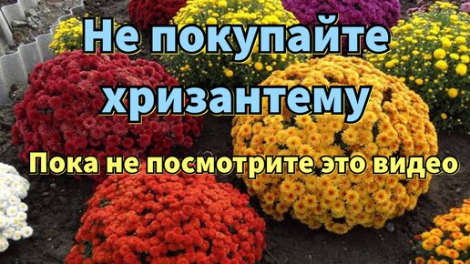 Почему не удается СОХРАНИТЬ ХРИЗАНТЕМУ после зимы. Что важно знать ПРИ ПОКУПКЕ ХРИЗАНТЕМЫ