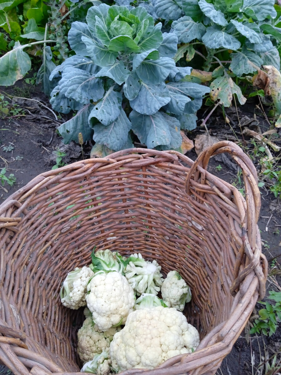 Наш первый опыт!