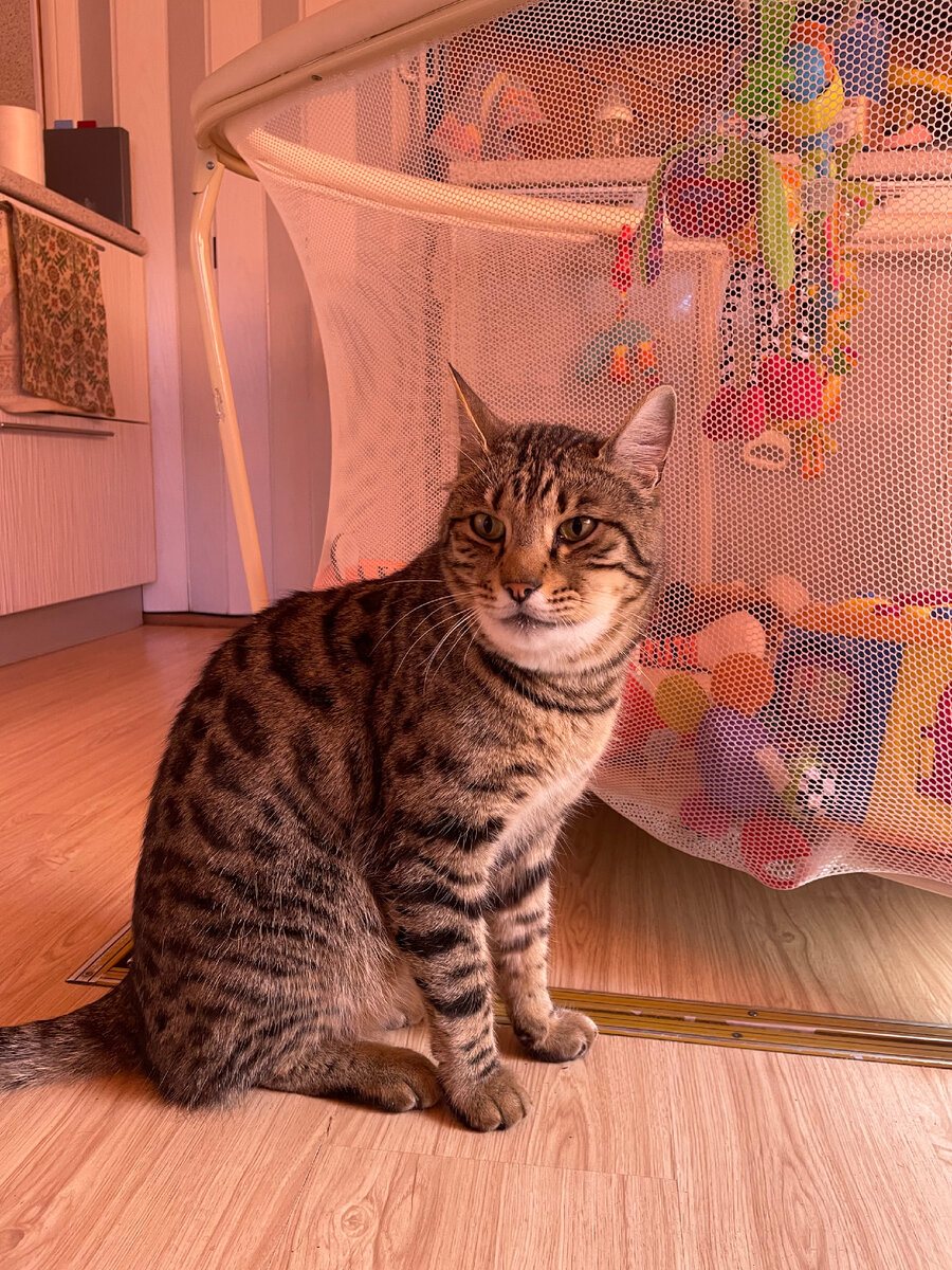 Всем привет! Я сожрал пчелу 🐝 