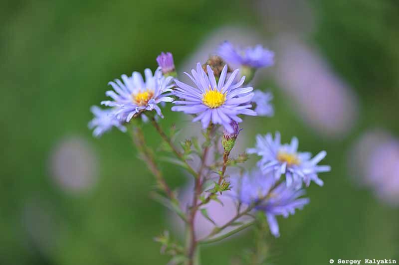 Голубая астра новобельгийская