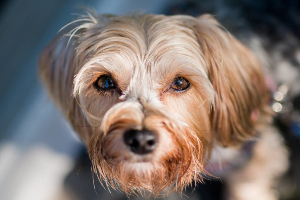 Дизайнерские породы собак: отличный выбор для стильного компаньона