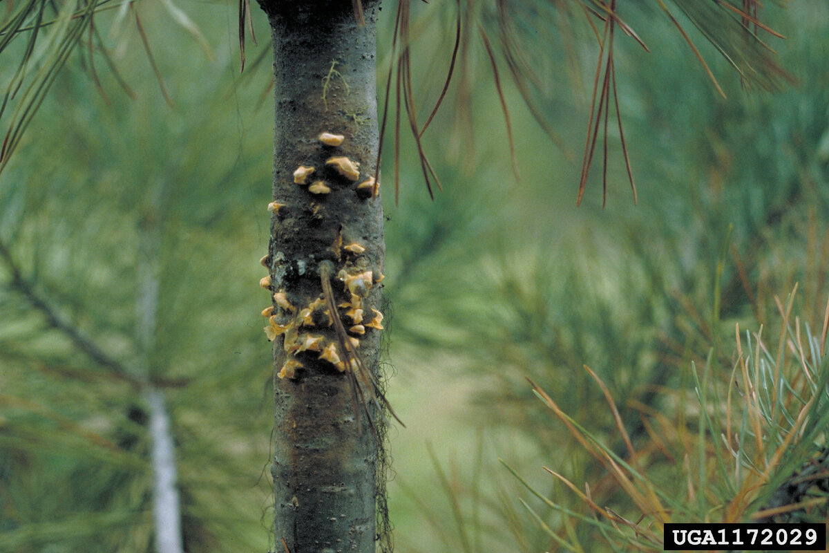 White pine rust blister фото 20