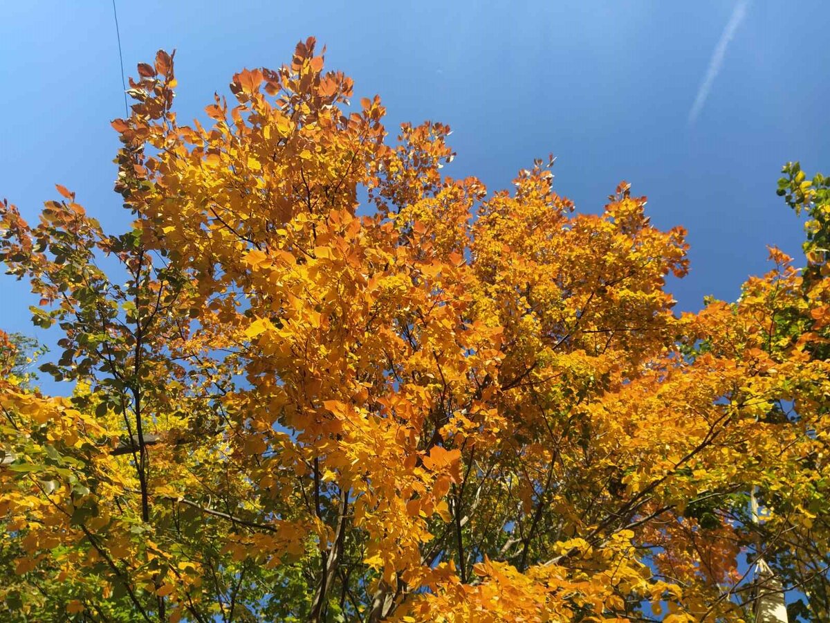 Погода 4 октября прекрасная...