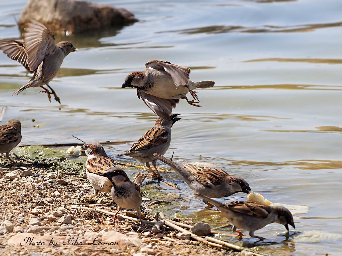 Фото автора