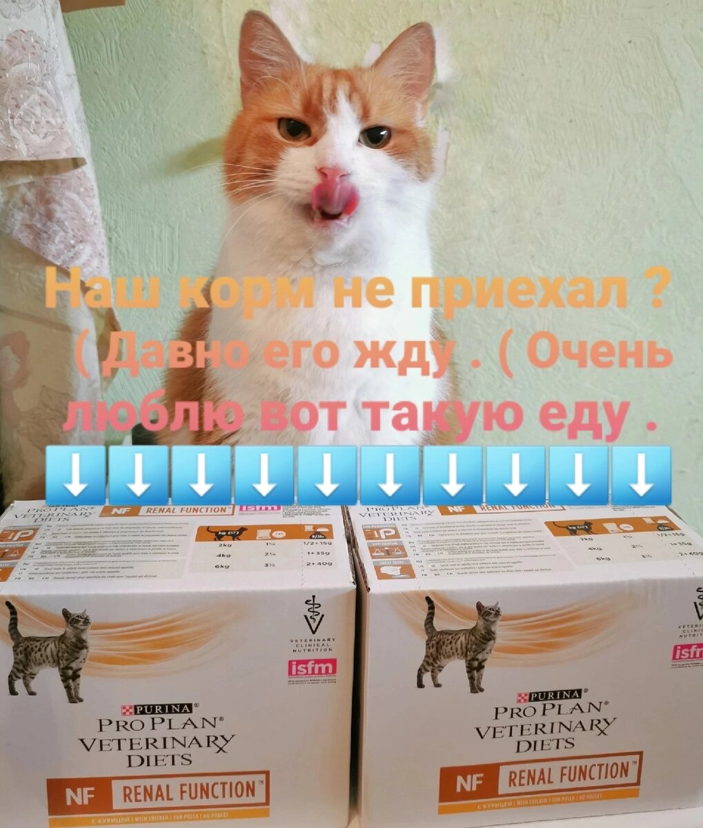 © ВСЕ ОТТЕНКИ КОШАЧЬЕГО 