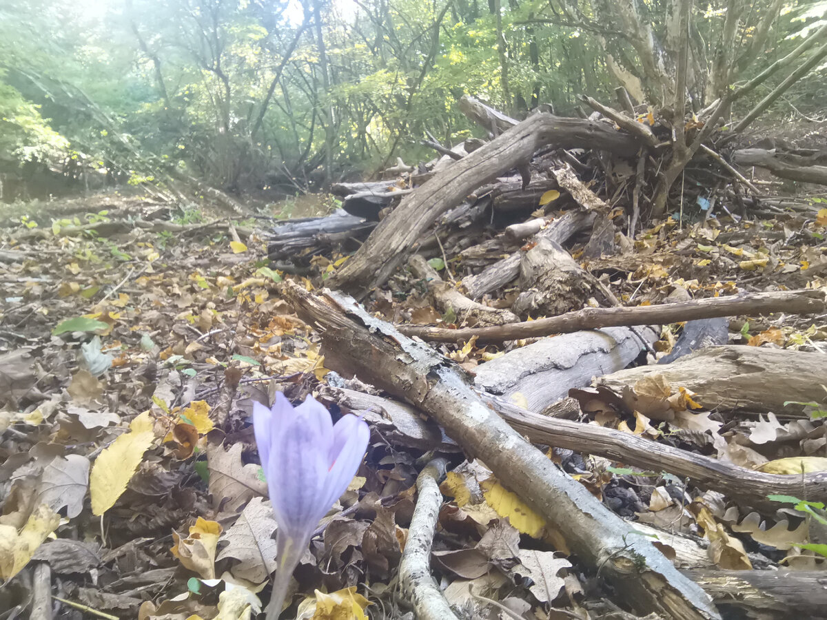 Подснежники!