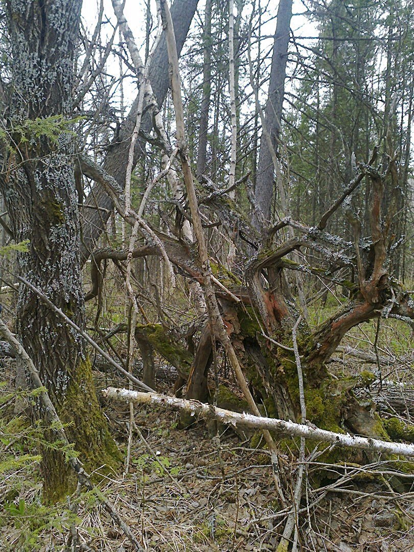 А ЭТО НАШИ ЛЕСНЫЕ БУЕРАКИ