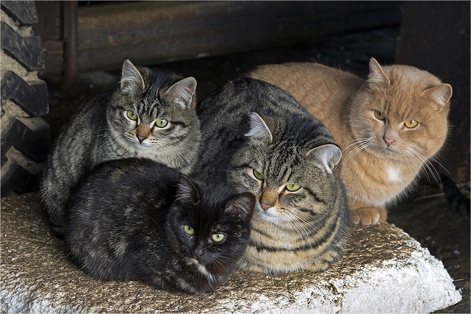4 котика картинки