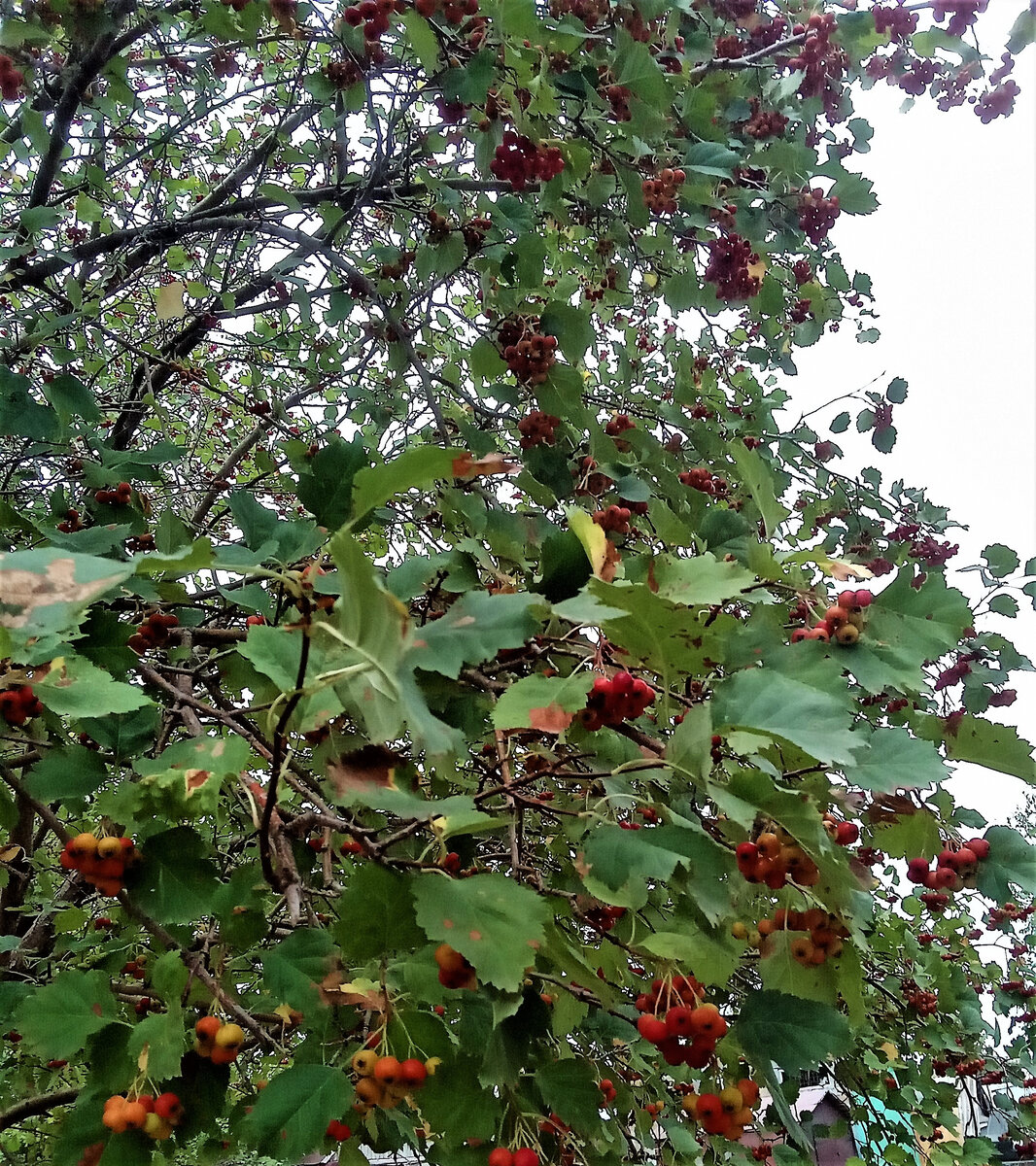 Осень близко. Фото автора канала.