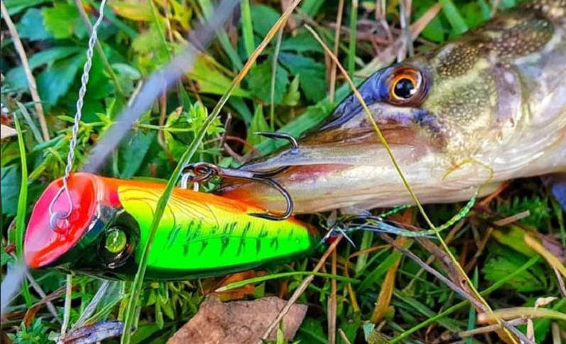 Щука пойманная на попер. Источник фото spinningpro.ru