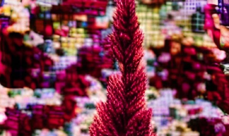    Краситель из амаранта лучше свекольного по мнению ученых