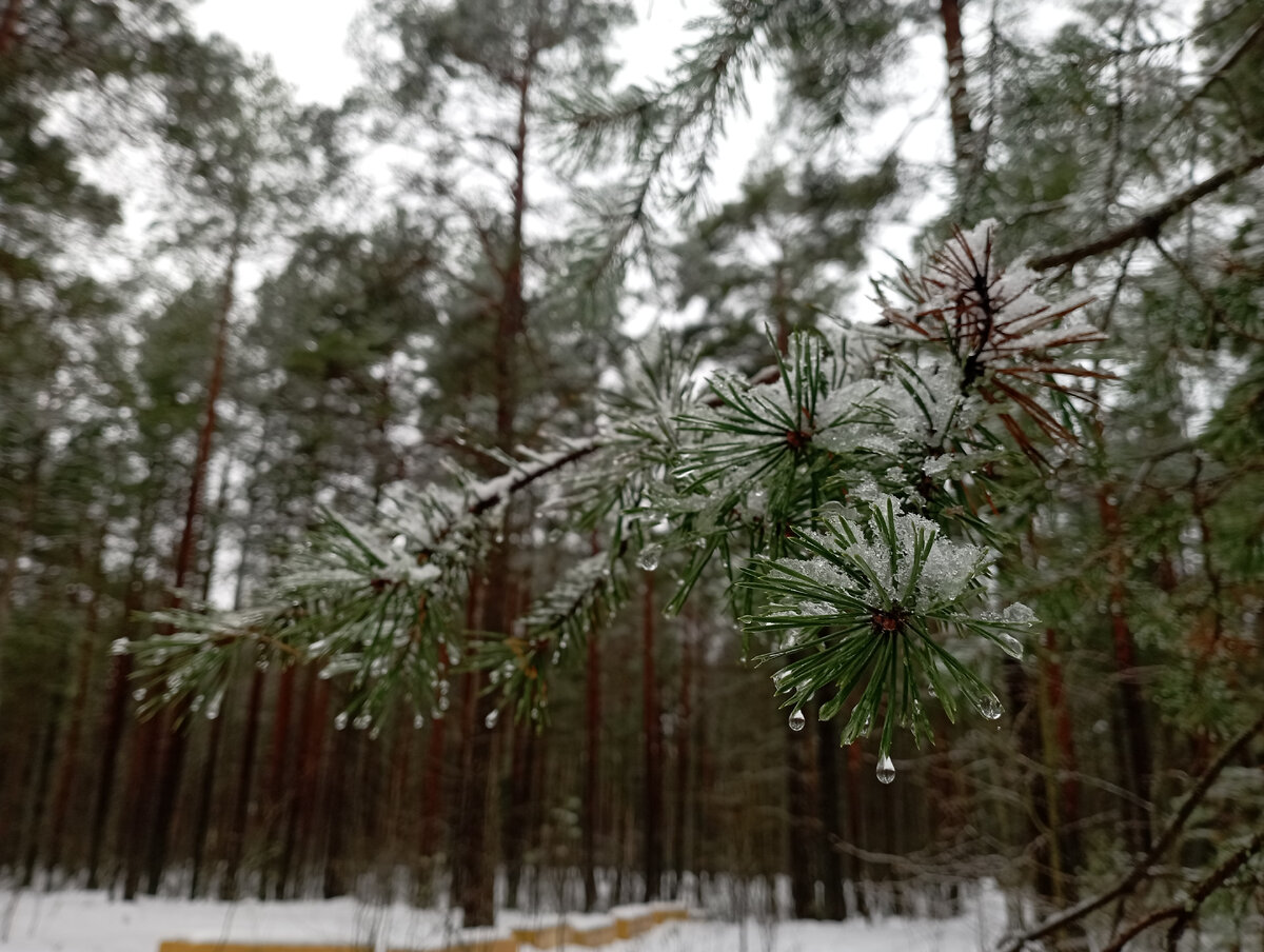 Здесь ели дрожат