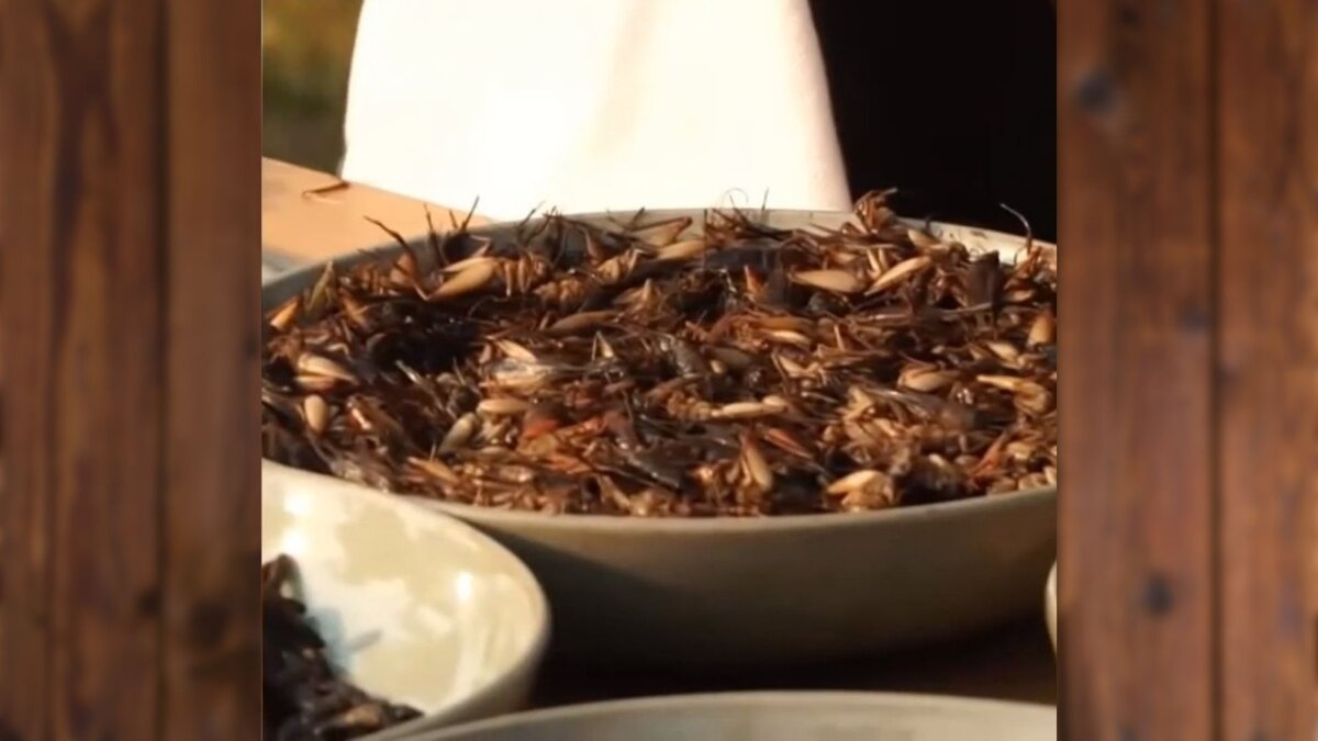 Тарелка жареных тараканов с барбекю Анжелины Джоли. Ммм, вкусняшка!