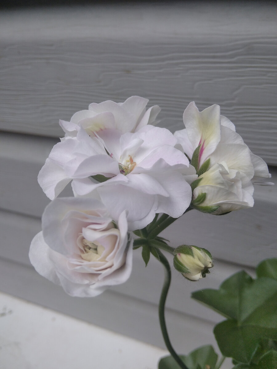 Пеларгония ice rose фото и описание