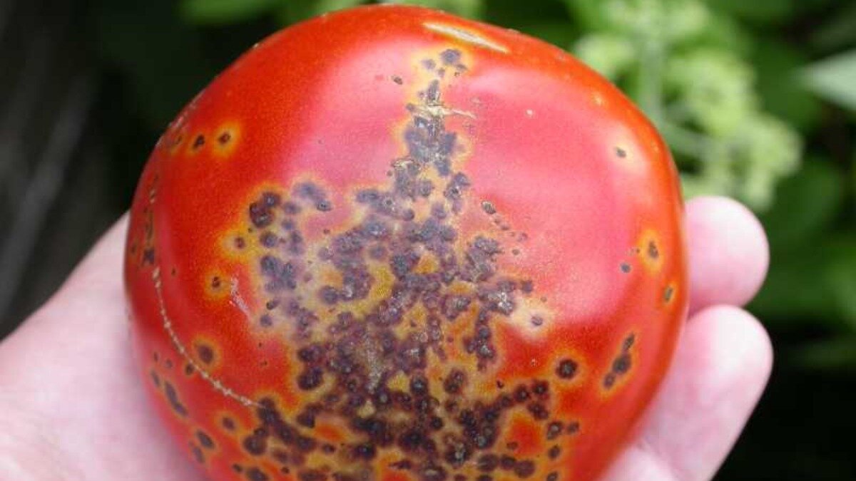 Церкоспороз томатов фото