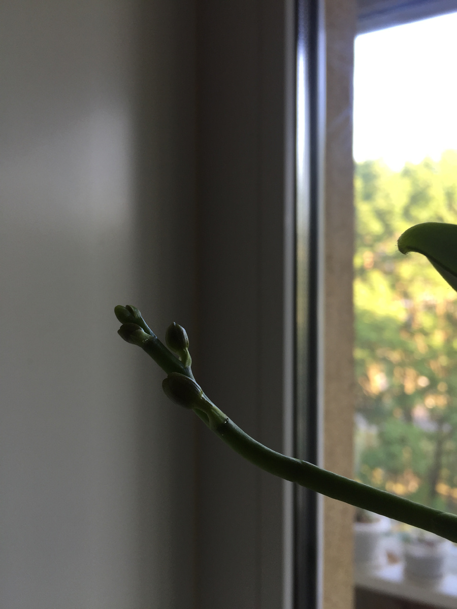 Это цветонос у фаленопсиса, который мини