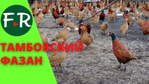 40 000 фазанов. Такого вы точно не видели! Самый большой фазанарий в России. Содержание фазанов