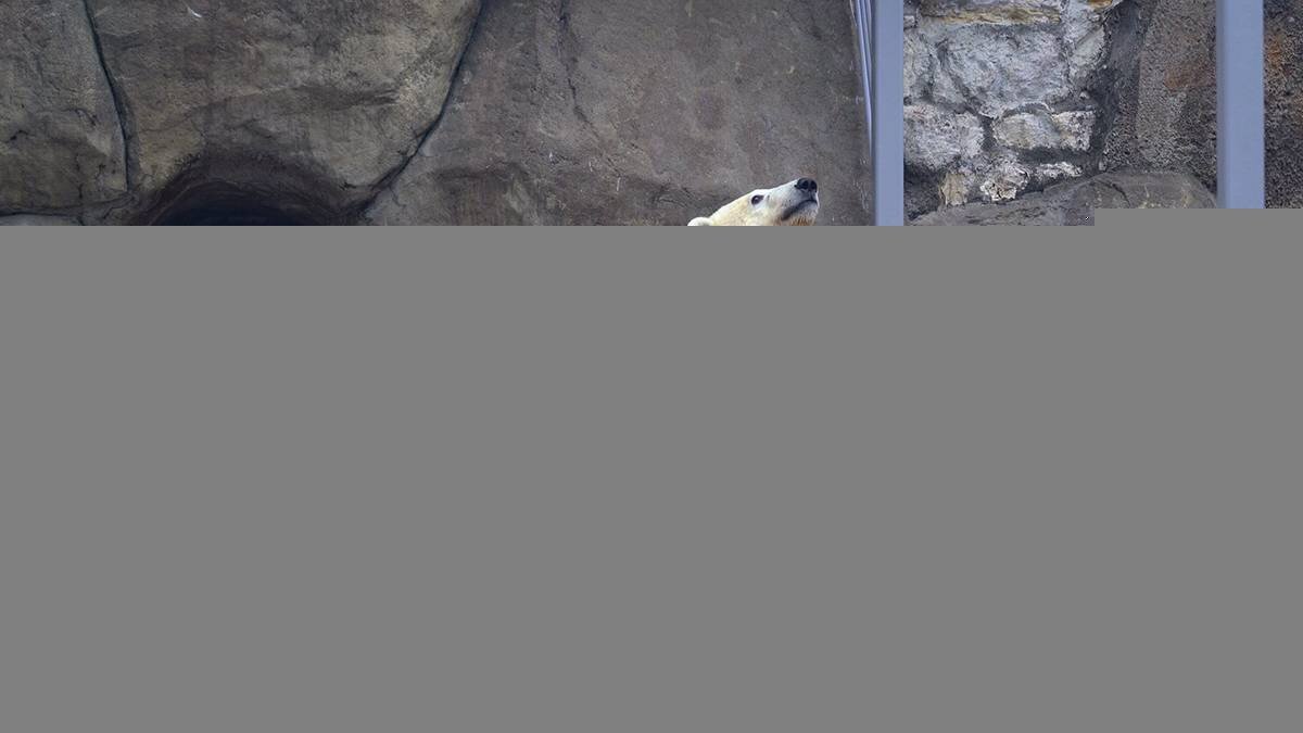    Фото: Пресс-служба зоосада