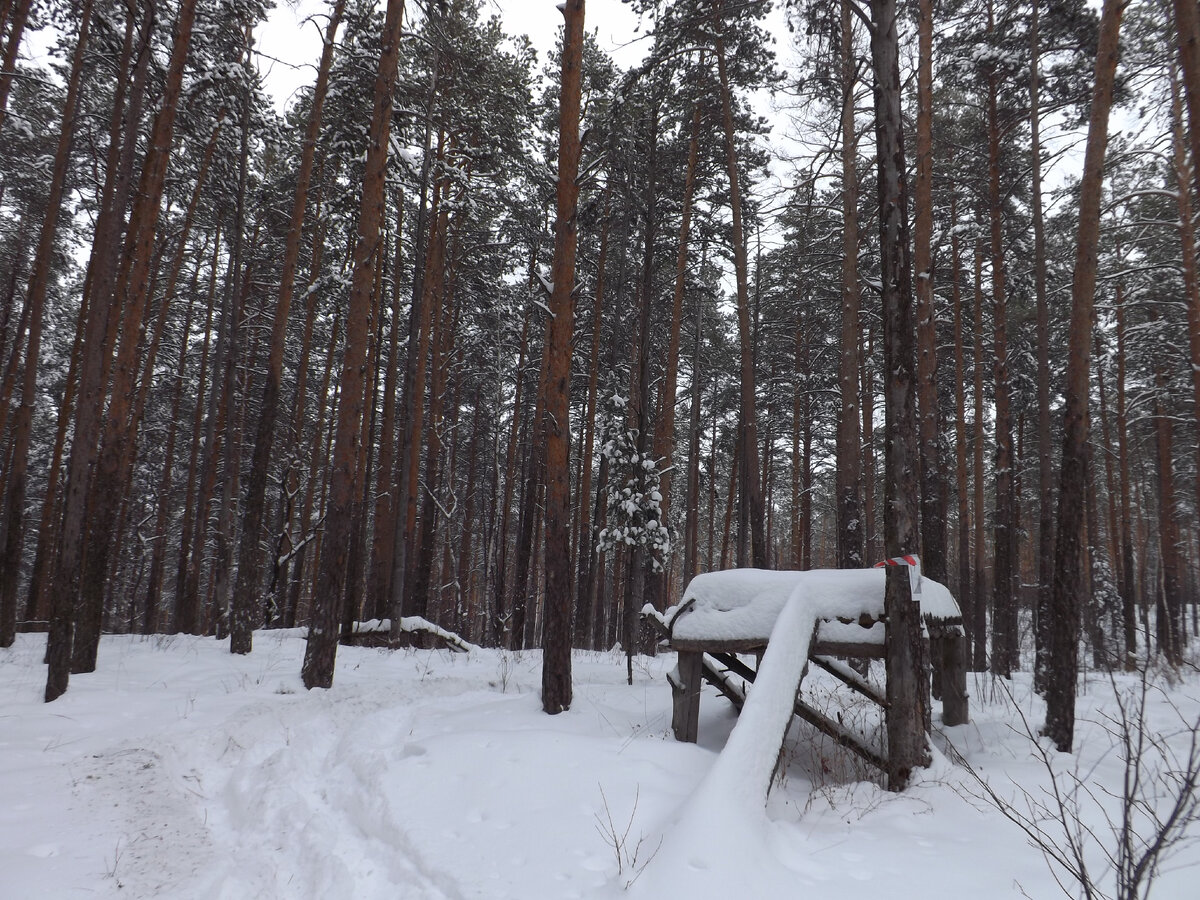 В лесах у Нижне-Исетска. Мототрасса