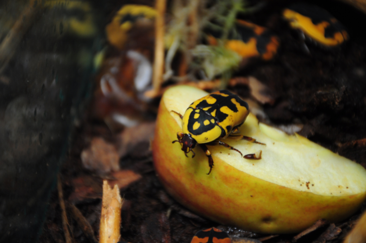    В Тульском экзотариуме 31 декабря откроется выставка «Секреты тропиков»