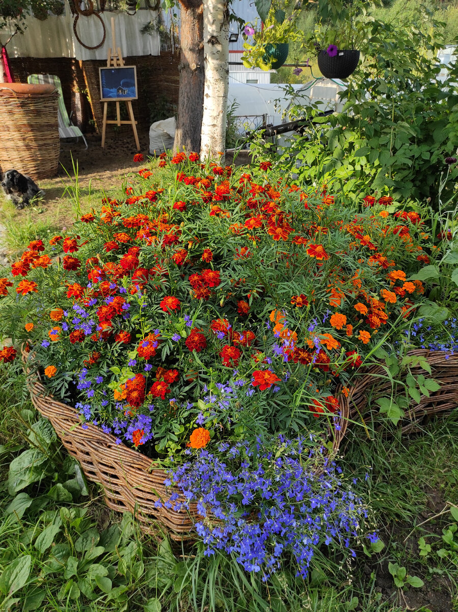 Красивые цветы должны расти в красивом цветнике