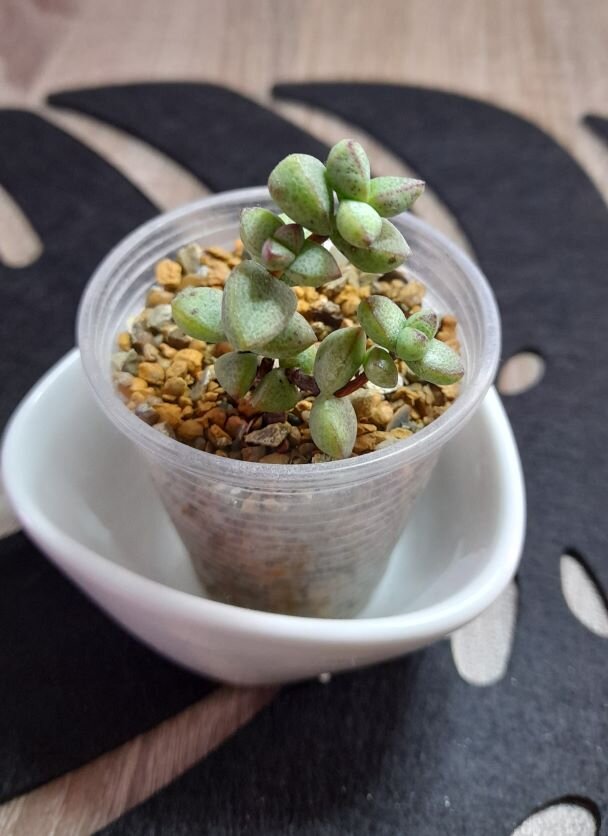 Бревифолия (Crassula brevifolia)