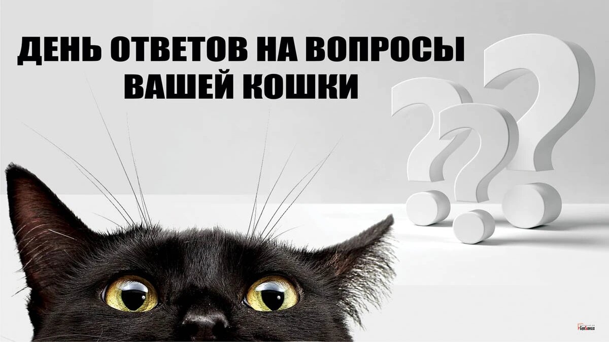 Ответы дня. День ответов на вопросы вашей кошки. День ответов на вопросы вашей кошки картинки. День ответов на вопросы вашей кошки 22 января. Среда на носу.