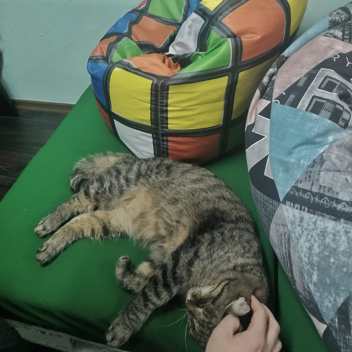 Музейный кот