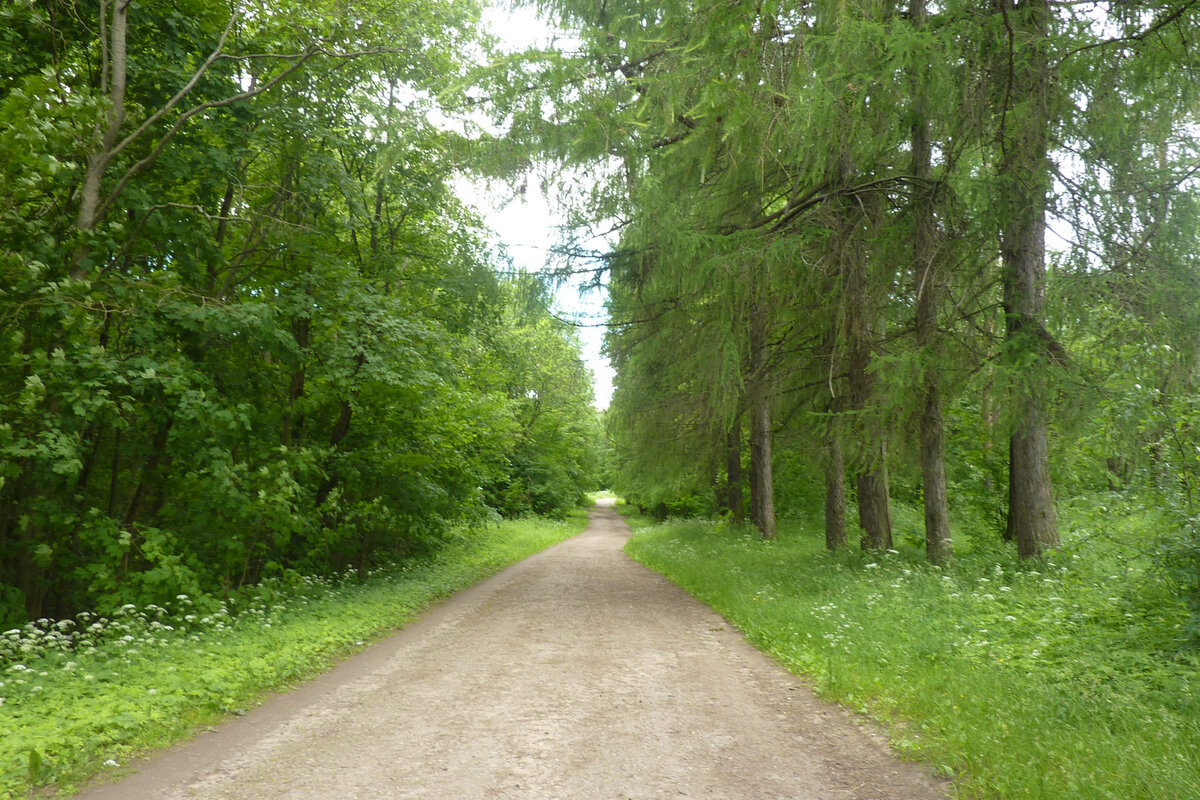 Приоратский парк. Аллея в сторону Гатчинского дворца.