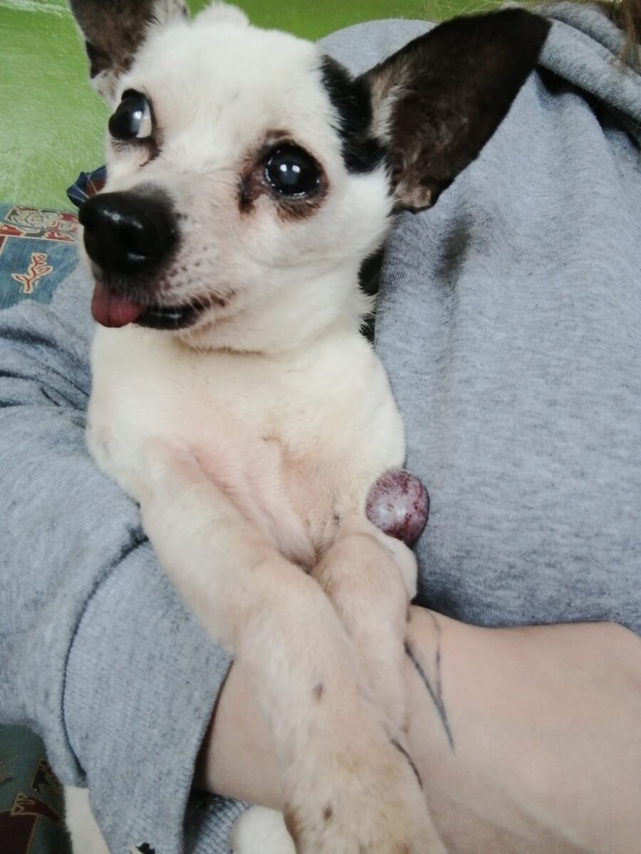 Кузя, которого бросили хозяева 