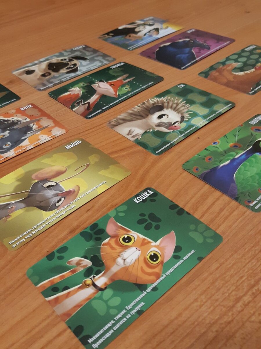 Стартовая выкладка