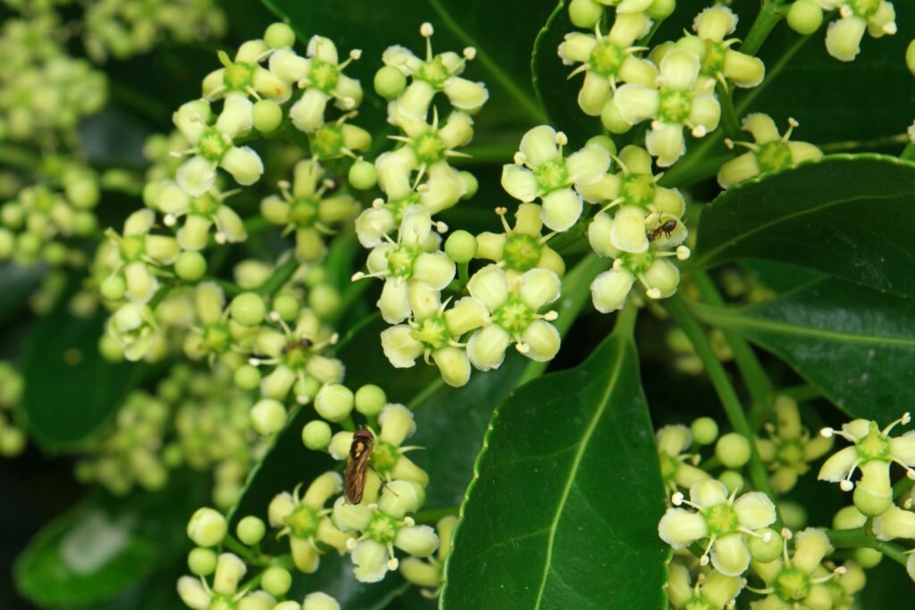 Euonymus japonicus. Фото: plantsam.com