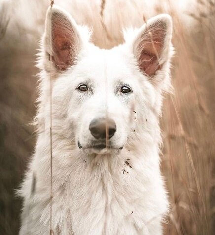 из открытого Интернет доступа, как иллюстрация к рассказу