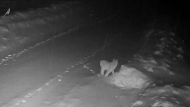     Двух рысей заметили в Городецком районе Нижегородской области. Дикие животные попали на записи камеры видеонаблюдения. Об этом говорится в социальных сетях.