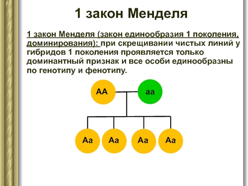 Правило доминирования закон менделя. Третий закон Грегора Менделя схема. Схема скрещивания 1 закон Менделя. 3 Закон генетики Менделя кратко. Закон единообразия 1 закон Менделя.